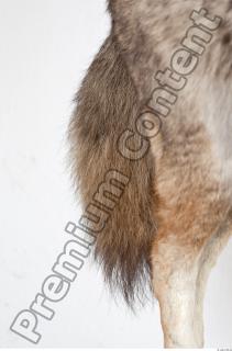 Wolf leg photo reference 0011